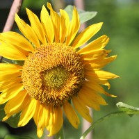 Asteraceae